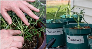 Perbanyak Rosemary dari Stek:Panduan Sederhana untuk Tukang Kebun 