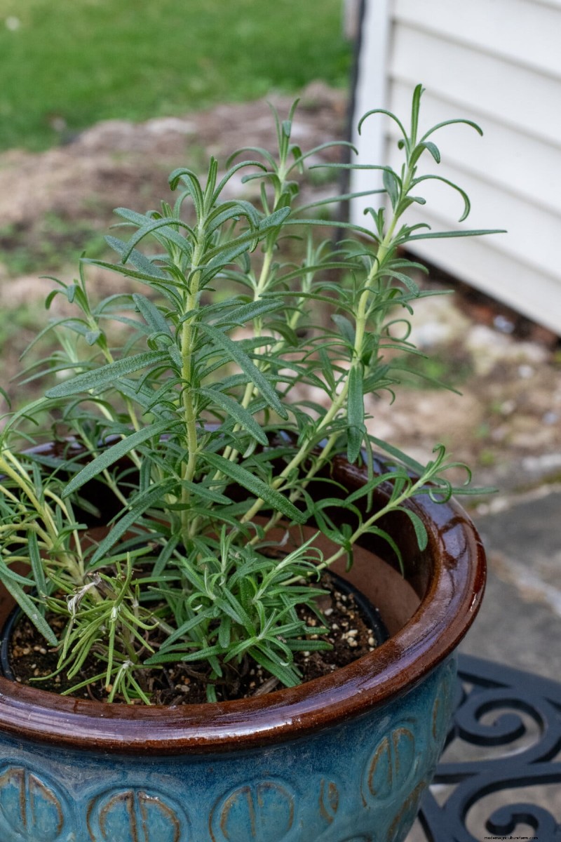 Perbanyak Rosemary dari Stek:Panduan Sederhana untuk Tukang Kebun 