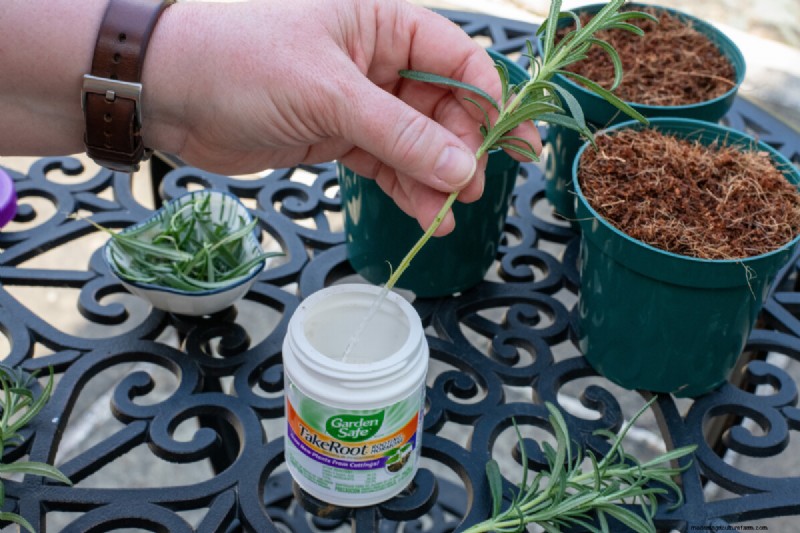 Perbanyak Rosemary dari Stek:Panduan Sederhana untuk Tukang Kebun 