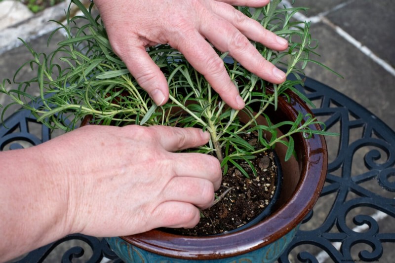 Perbanyak Rosemary dari Stek:Panduan Sederhana untuk Tukang Kebun 