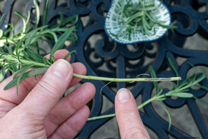 Perbanyak Rosemary dari Stek:Panduan Sederhana untuk Tukang Kebun 