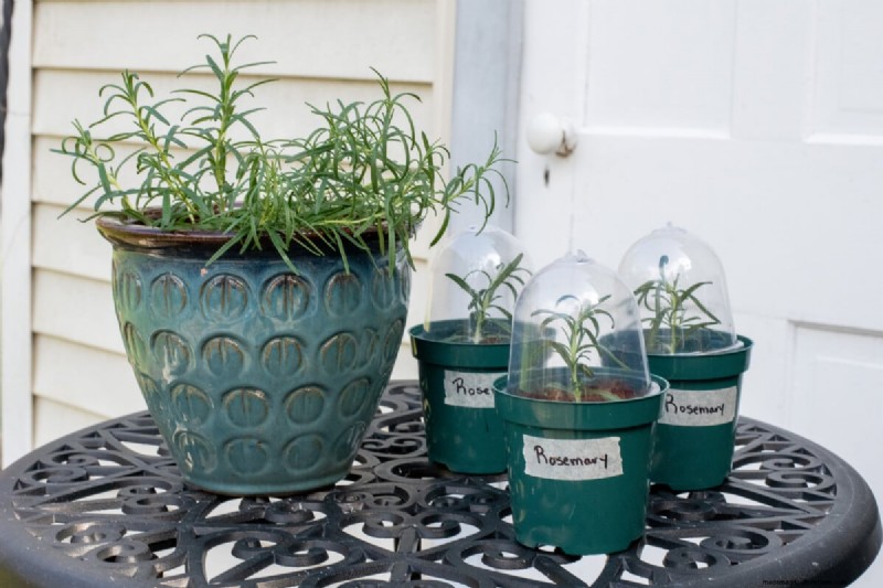 Perbanyak Rosemary dari Stek:Panduan Sederhana untuk Tukang Kebun 