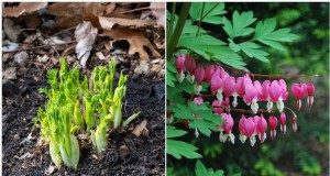 Cure primaverili per i cuori sanguinanti:una guida per fioriture sane 