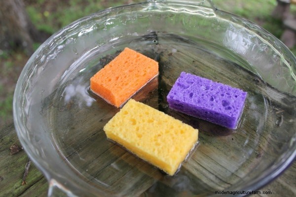 Resep Nektar Kupu-Kupu DIY:Menarik Kupu-Kupu ke Taman Anda 