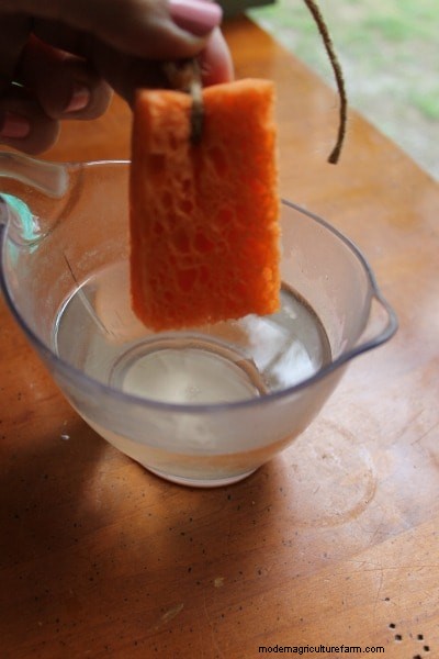 Resep Nektar Kupu-Kupu DIY:Menarik Kupu-Kupu ke Taman Anda 