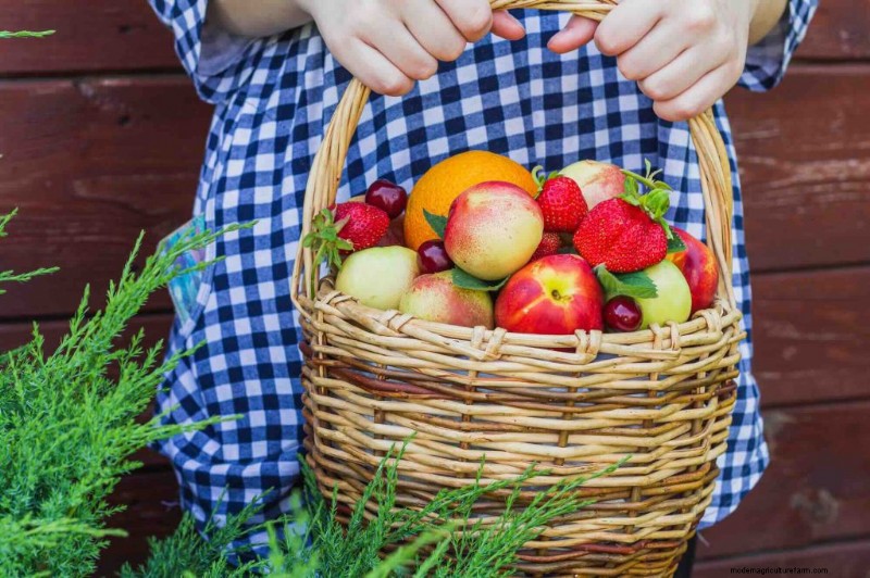 Tumbuhkan Buah Anda Sendiri:Menumbuhkan Kebiasaan Makan Sehat untuk Keluarga 