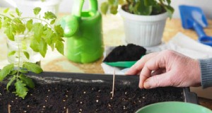 Coltivare verdure in piccoli spazi:consigli degli esperti per balconi e davanzali 