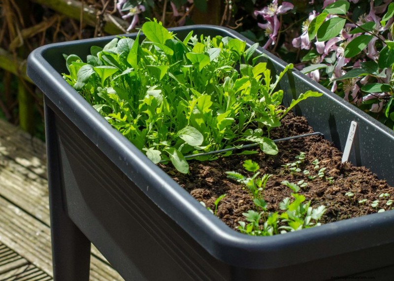 Coltivare verdure in piccoli spazi:consigli degli esperti per balconi e davanzali 