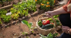 菜園を守る:シンプルな害虫駆除戦略 