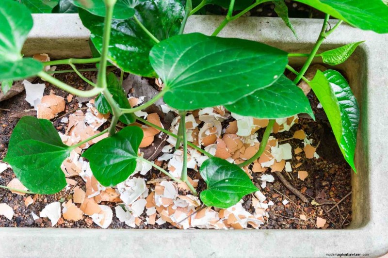 Lindungi Kebun Sayur Anda:Strategi Pengendalian Hama Sederhana 