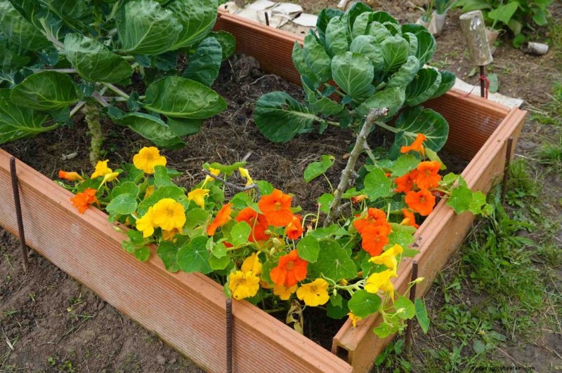 Berkebun Berkelanjutan:Tumbuh Lebih Banyak dengan Praktik Ramah Lingkungan 