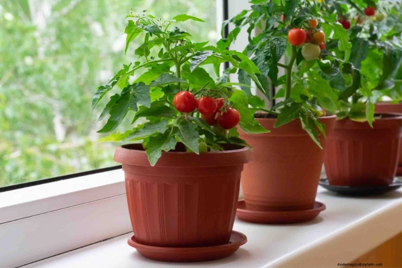 Tomaten kweken in potten:een complete gids voor overvloedige oogsten 