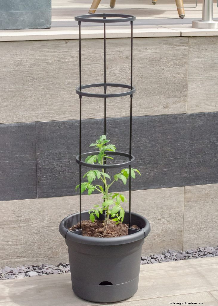 Tomaten kweken in potten:een complete gids voor overvloedige oogsten 