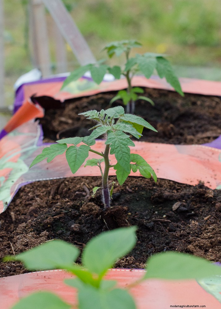 Tomaten kweken in potten:een complete gids voor overvloedige oogsten 