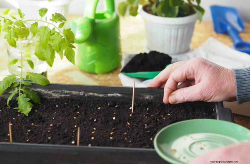 Tomaten kweken in potten:een complete gids voor overvloedige oogsten 
