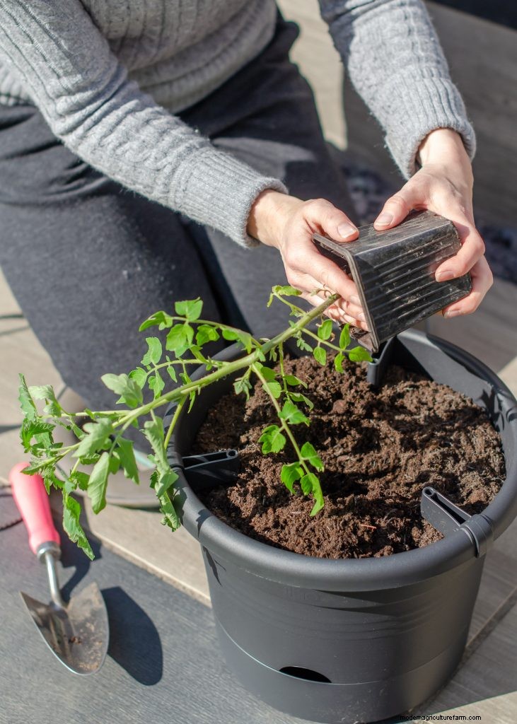 Tomaten kweken in potten:een complete gids voor overvloedige oogsten 