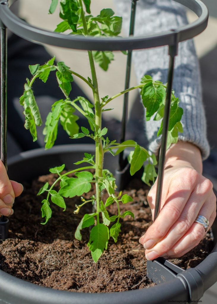 Tomaten kweken in potten:een complete gids voor overvloedige oogsten 