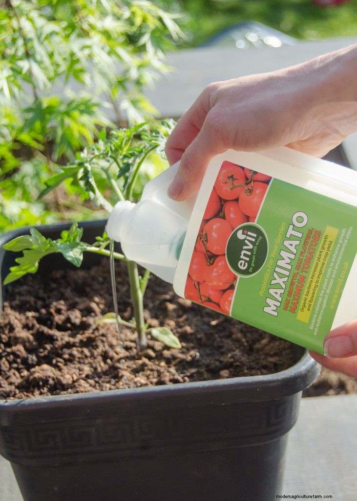 Tomaten kweken in potten:een complete gids voor overvloedige oogsten 
