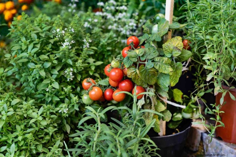 Tomaten kweken in potten:een complete gids voor overvloedige oogsten 
