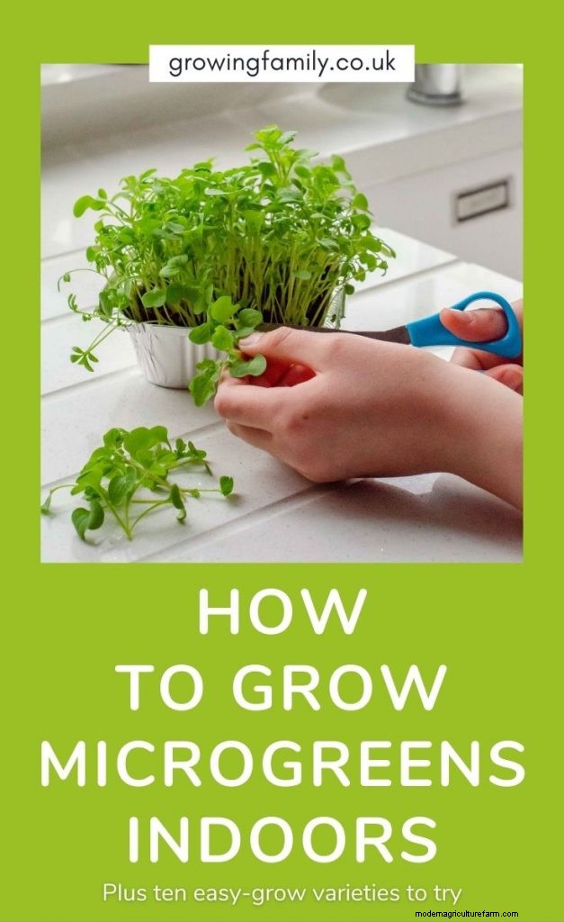 Tomaten kweken in potten:een complete gids voor overvloedige oogsten 