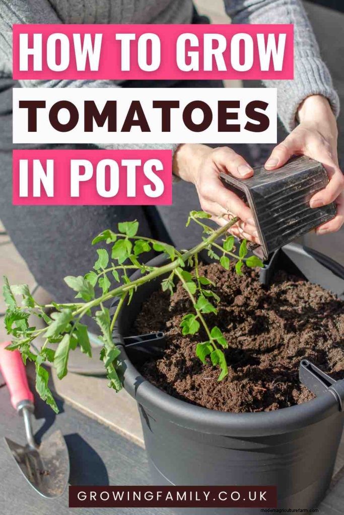 Tomaten kweken in potten:een complete gids voor overvloedige oogsten 