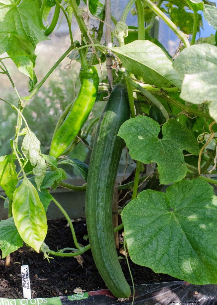 Komkommer begeleidende planten:verhoog de opbrengst en voorkom problemen 