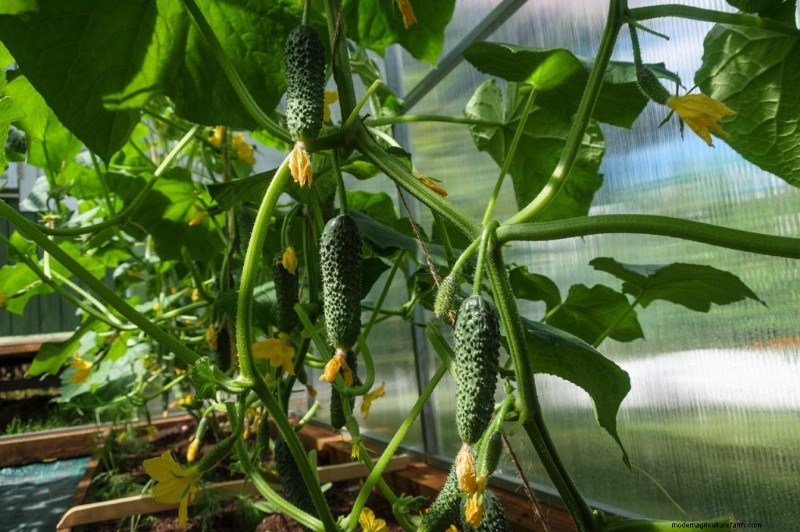 Komkommer begeleidende planten:verhoog de opbrengst en voorkom problemen 