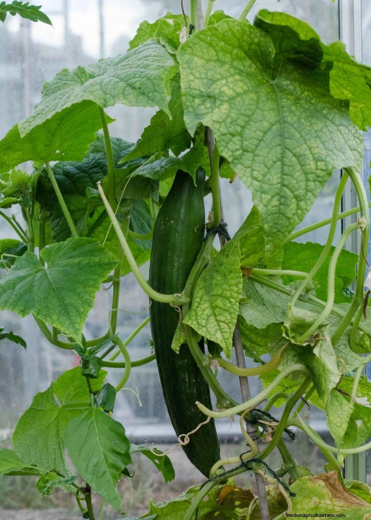 Komkommer begeleidende planten:verhoog de opbrengst en voorkom problemen 