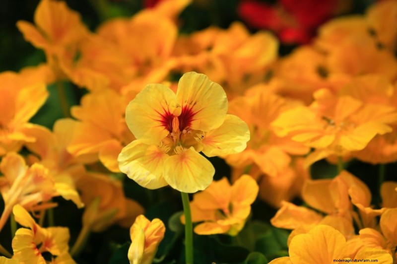 Komkommer begeleidende planten:verhoog de opbrengst en voorkom problemen 