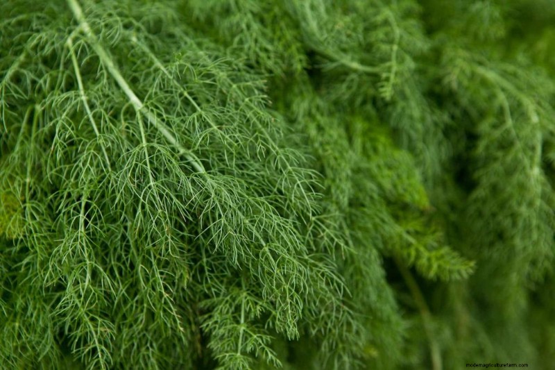 Komkommer begeleidende planten:verhoog de opbrengst en voorkom problemen 