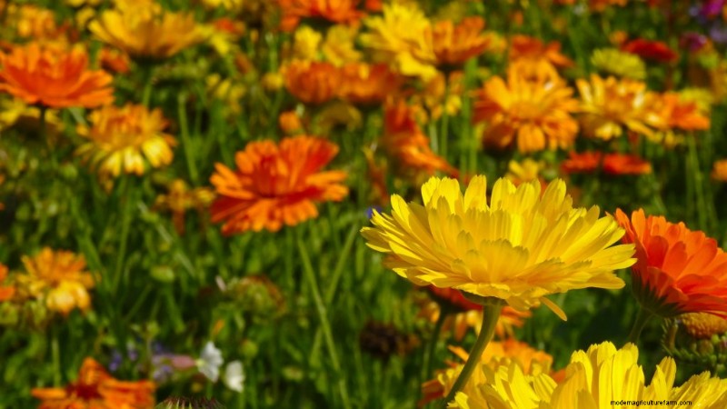 Komkommer begeleidende planten:verhoog de opbrengst en voorkom problemen 
