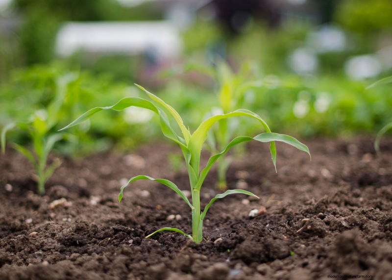 Komkommer begeleidende planten:verhoog de opbrengst en voorkom problemen 