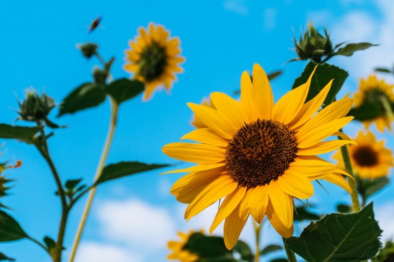 Komkommer begeleidende planten:verhoog de opbrengst en voorkom problemen 