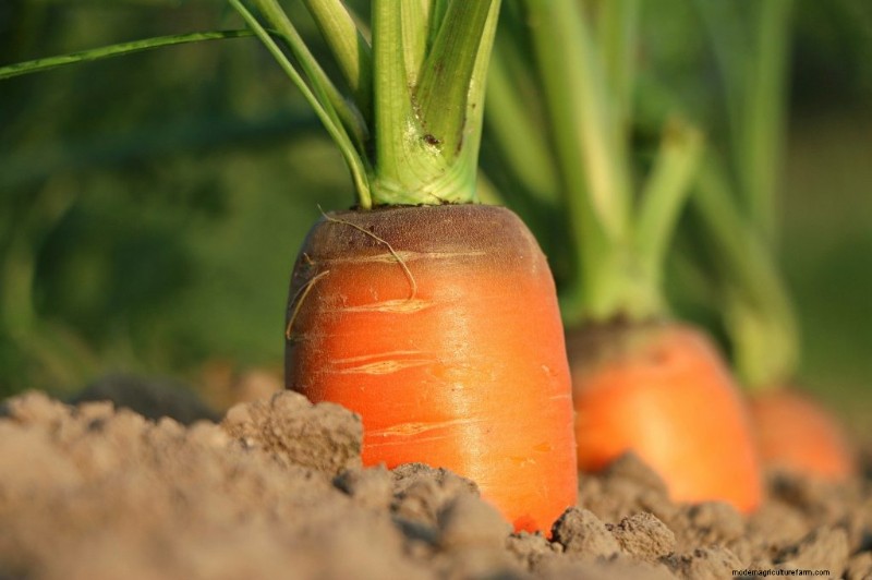 Komkommer begeleidende planten:verhoog de opbrengst en voorkom problemen 