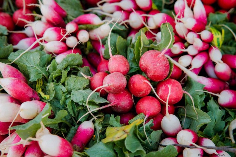 Komkommer begeleidende planten:verhoog de opbrengst en voorkom problemen 