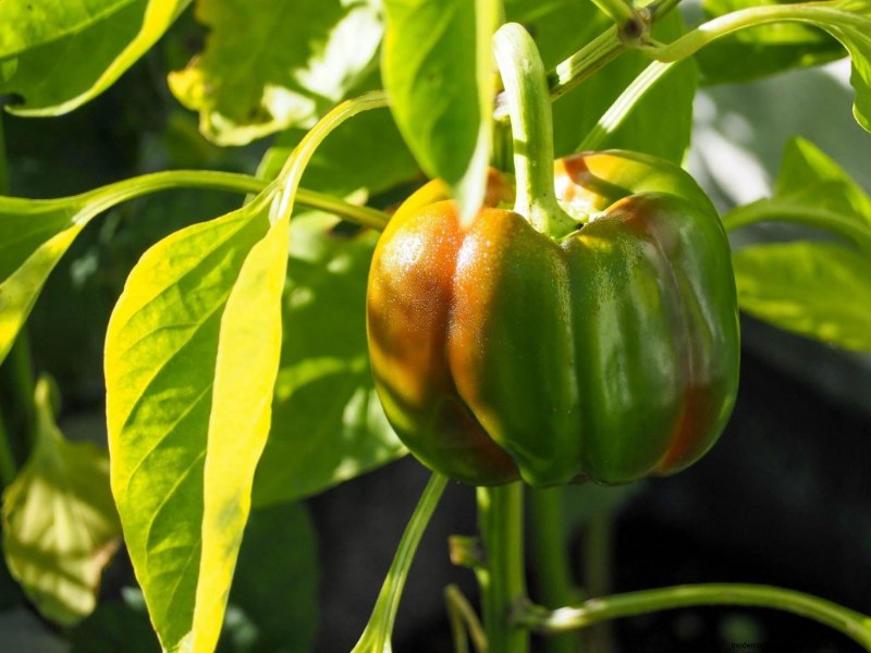 Komkommer begeleidende planten:verhoog de opbrengst en voorkom problemen 