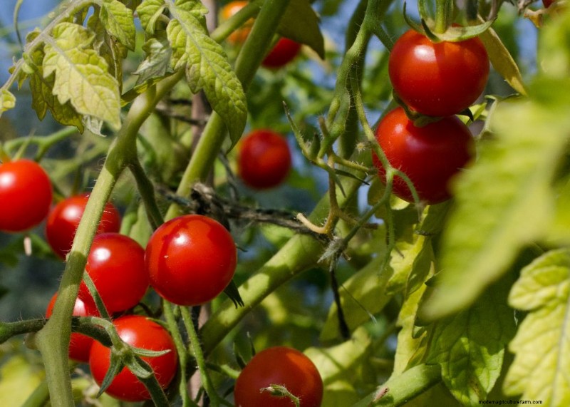 Komkommer begeleidende planten:verhoog de opbrengst en voorkom problemen 