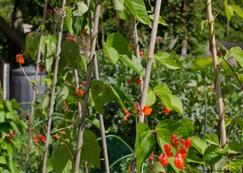 Komkommer begeleidende planten:verhoog de opbrengst en voorkom problemen 