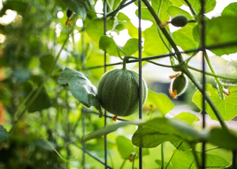 Komkommer begeleidende planten:verhoog de opbrengst en voorkom problemen 