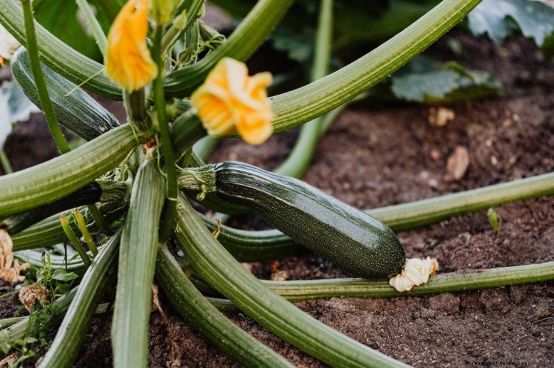 Komkommer begeleidende planten:verhoog de opbrengst en voorkom problemen 