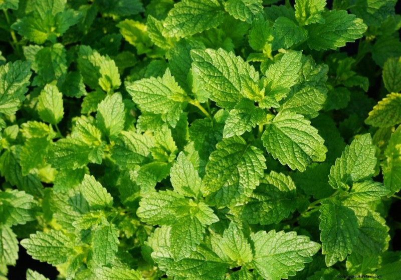 Komkommer begeleidende planten:verhoog de opbrengst en voorkom problemen 