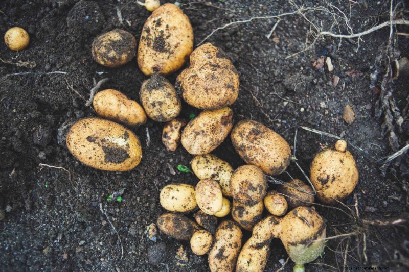 Guida per principianti:10 verdure più facili da coltivare in casa 