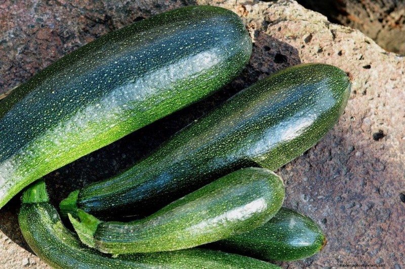 Guida per principianti:10 verdure più facili da coltivare in casa 