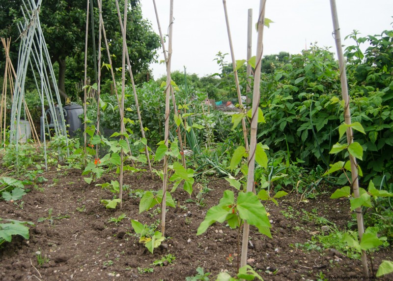 Guida per principianti:10 verdure più facili da coltivare in casa 