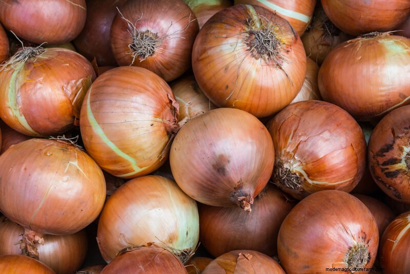 Guida per principianti:10 verdure più facili da coltivare in casa 