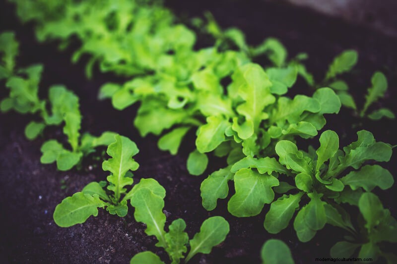 Guida per principianti:10 verdure più facili da coltivare in casa 