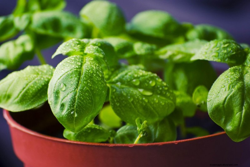 Guida per principianti:10 verdure più facili da coltivare in casa 