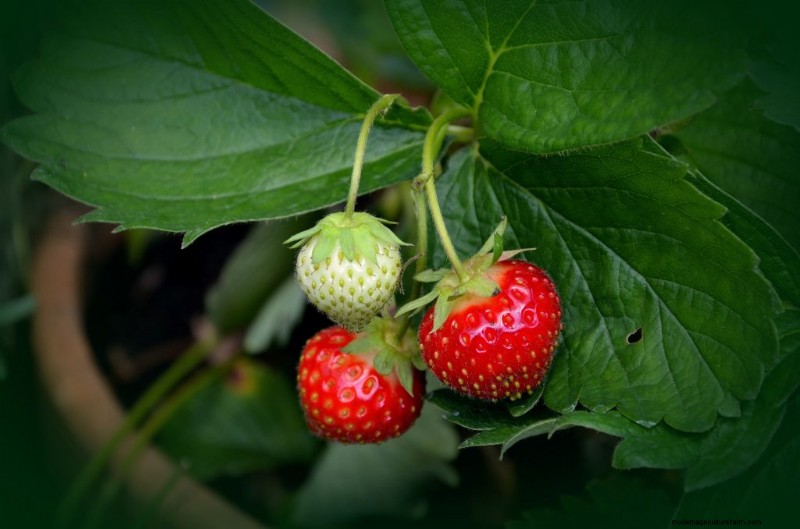 Guida per principianti:10 verdure più facili da coltivare in casa 