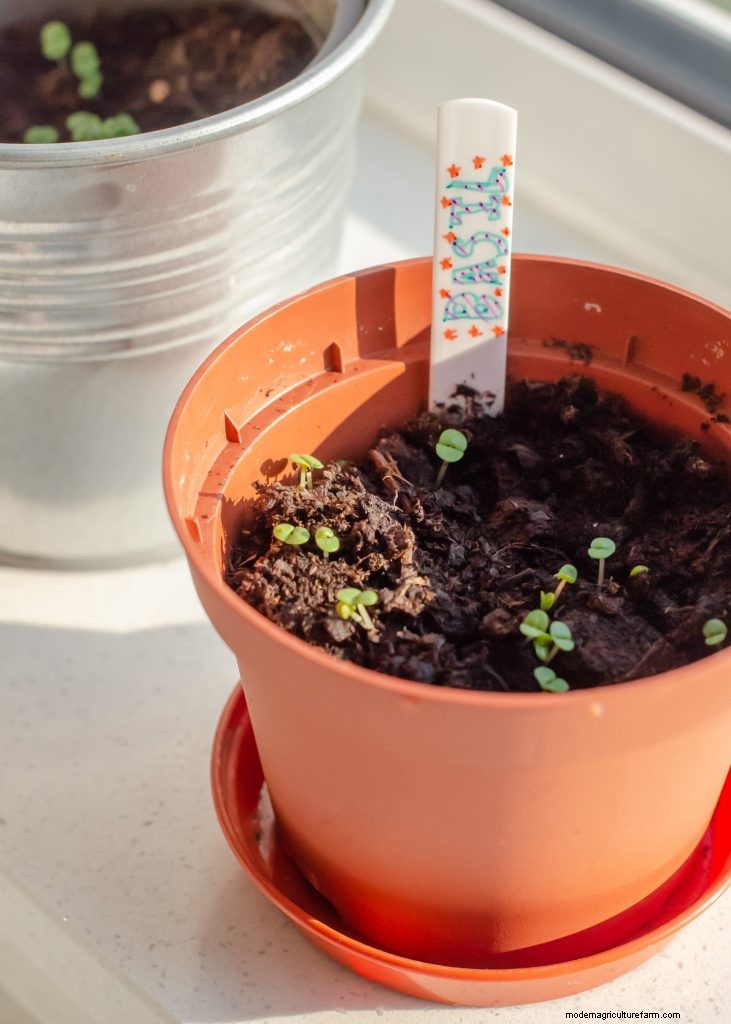 Guida per principianti:10 verdure più facili da coltivare in casa 