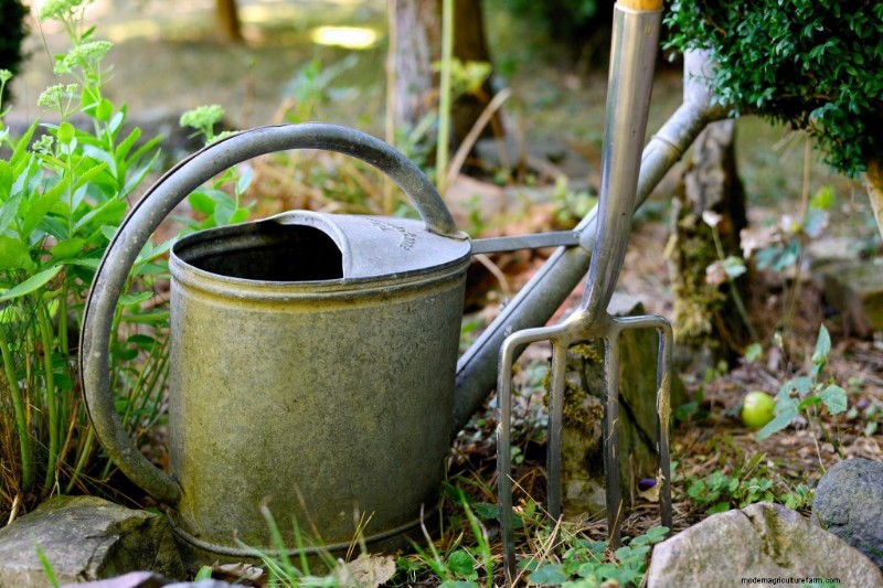 Guida per principianti:10 verdure più facili da coltivare in casa 